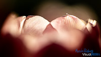 Tulpe