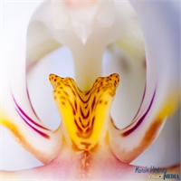 orchidee-nah