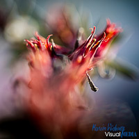 Blumen